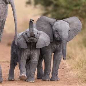 Meet your Posher, Natasha